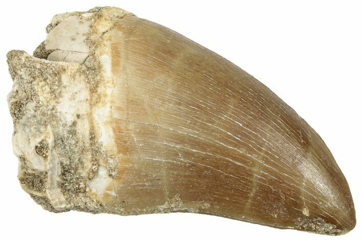 Fossil Mosasaur (Prognathodon) Tooth - Morocco #322606